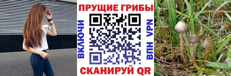 OMG онион  Руза  Галлюциногенные грибы мухоморы  где продают наркотики 